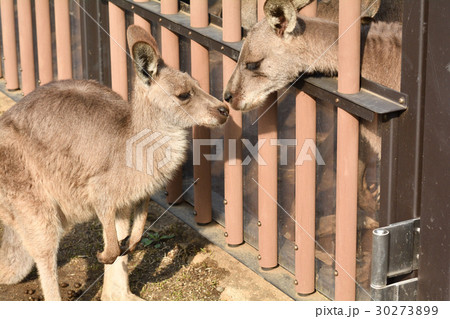 横浜・金沢動物園のオオカンガルー 横浜・金沢動物園のオオカンガルー 30273899