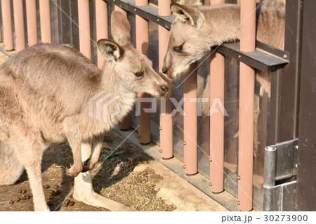 横浜・金沢動物園のオオカンガルー 30273900