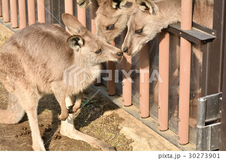 横浜・金沢動物園のオオカンガルー 横浜・金沢動物園のオオカンガルー 30273901