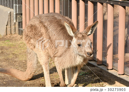 横浜・金沢動物園のオオカンガルー 30273903
