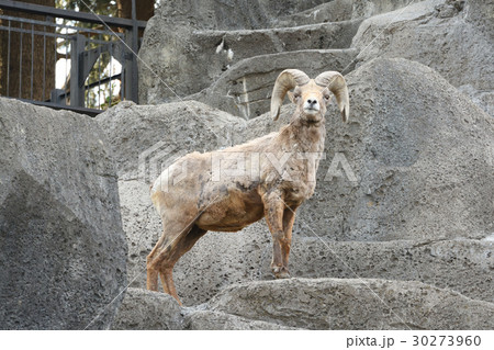 横浜・金沢動物園のオオツノヒツジ 30273960