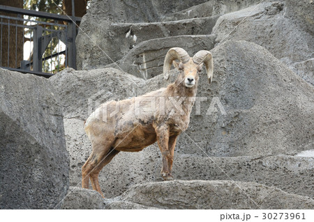 横浜・金沢動物園のオオツノヒツジ 横浜・金沢動物園のオオツノヒツジ 30273961