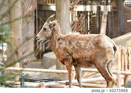 横浜・金沢動物園のオオツノヒツジ 30273968