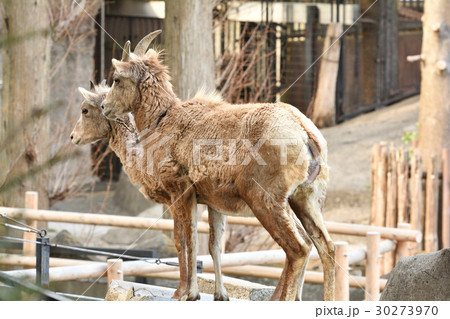 横浜・金沢動物園のオオツノヒツジ 30273970