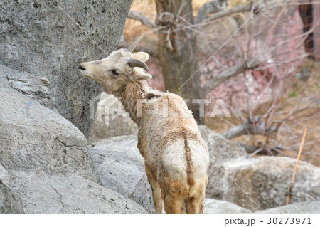 横浜・金沢動物園のオオツノヒツジ 横浜・金沢動物園のオオツノヒツジ 30273971