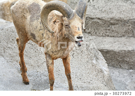 横浜・金沢動物園のオオツノヒツジ 30273972