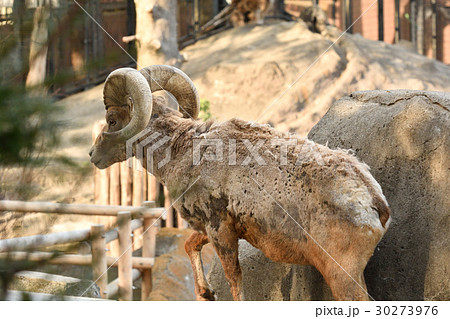 横浜・金沢動物園のオオツノヒツジ 30273976