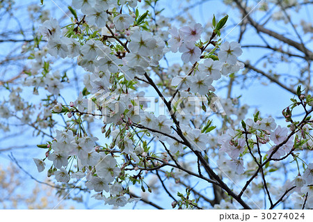 横浜・金沢自然公園 30274024