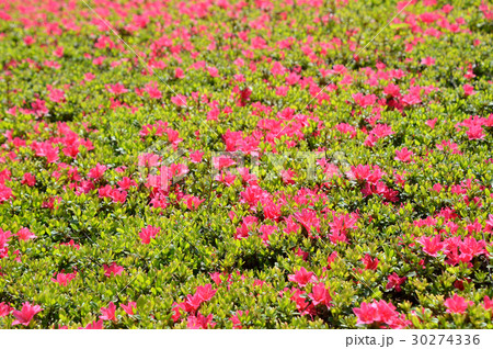 ツツジ（躑躅） 30274336