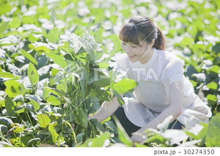 枝豆の収穫 家庭菜園の写真素材