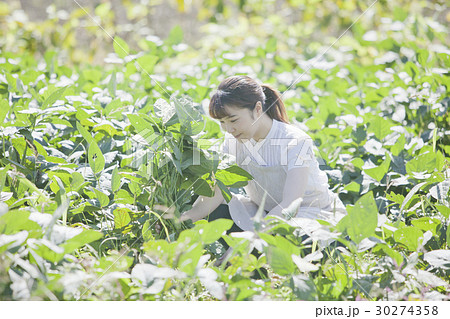 枝豆の収穫　家庭菜園 30274358