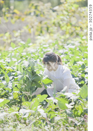 枝豆の収穫　家庭菜園 30274359