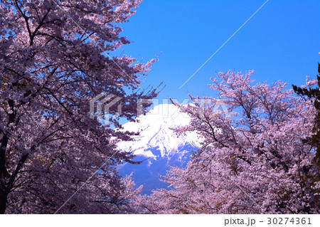 桜の花に包まれる富士山 30274361