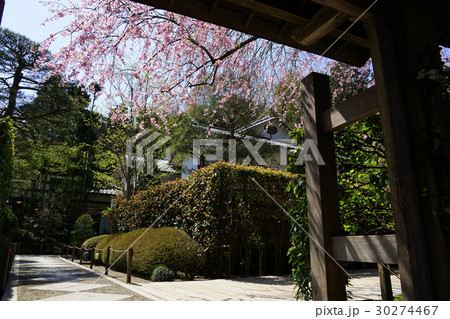 4月 鎌倉244桜満開の明月院・しだれ桜 4月 鎌倉244桜満開の明月院・しだれ桜 30274467