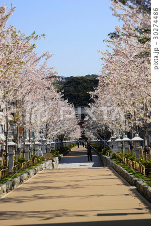 4月 鎌倉263桜満開の段葛 鶴岡八幡宮の写真素材