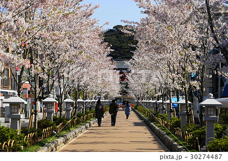 4月 鎌倉264桜満開の段葛 鶴岡八幡宮の写真素材