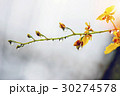 yellow orchid with water drop under the sunlight 30274578
