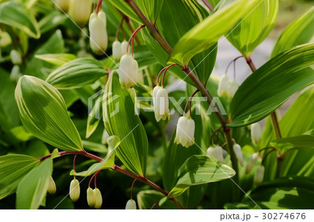 鳴子蘭 鳴子蘭 30274676