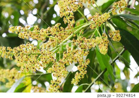 Close up Bunch of mango flowers on tree Close up Bunch of mango flowers on tree 30274814