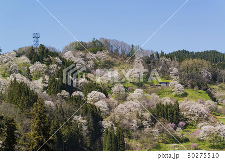 二反田の桜 30275510