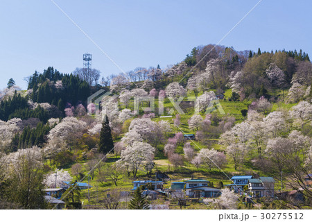 二反田の桜 30275512