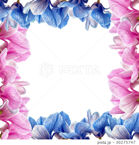 Magnolia flower blossom isolated on white Magnolia flower blossom isolated on white 30275747