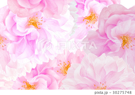Sakura blossoms background Sakura blossoms background 30275748