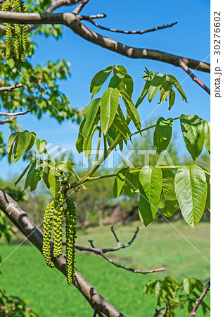 Walnut flowers Walnut flowers 30276602