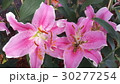 Beautiful flowers in the garden  30277254