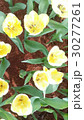 Beautiful flowers in the garden  30277261