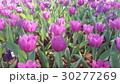 Beautiful flowers in the garden  30277269
