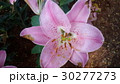 Beautiful flowers in the garden  30277273