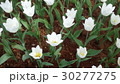 Beautiful flowers in the garden  30277275
