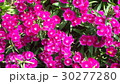 Beautiful flowers in the garden  30277280
