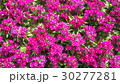 Beautiful flowers in the garden  30277281