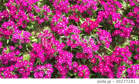 Beautiful flowers in the garden  30277281