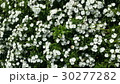Beautiful flowers in the garden  30277282
