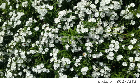 Beautiful flowers in the garden  30277282