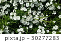 Beautiful flowers in the garden  30277283