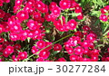 Beautiful flowers in the garden  30277284