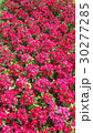 Beautiful flowers in the garden  30277285