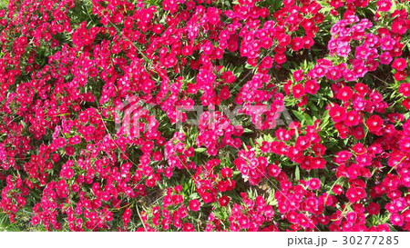 Beautiful flowers in the garden  30277285