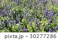 Beautiful flowers in the garden  30277286