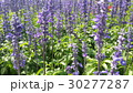 Beautiful flowers in the garden  30277287