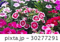 Beautiful flowers in the garden  30277291