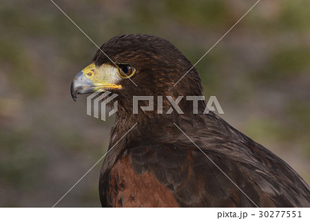 ハリスホーク 30277551