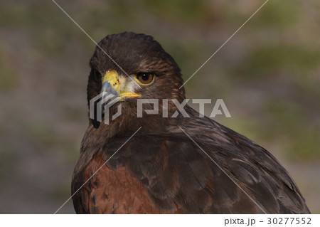 ハリスホーク 30277552