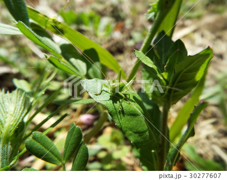 ヤブキリ　幼体 30277607