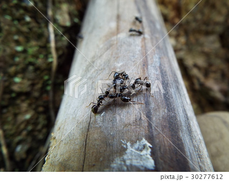エゴツルクビオトシブミに集まるクロアリ 30277612