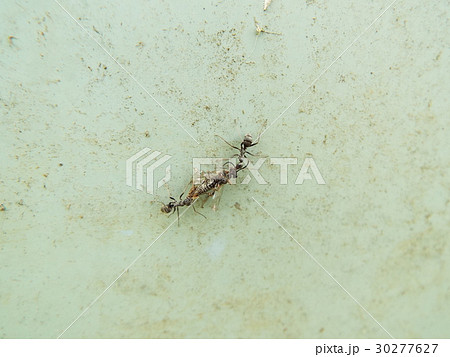 餌を運ぶクロヤマアリ 30277627